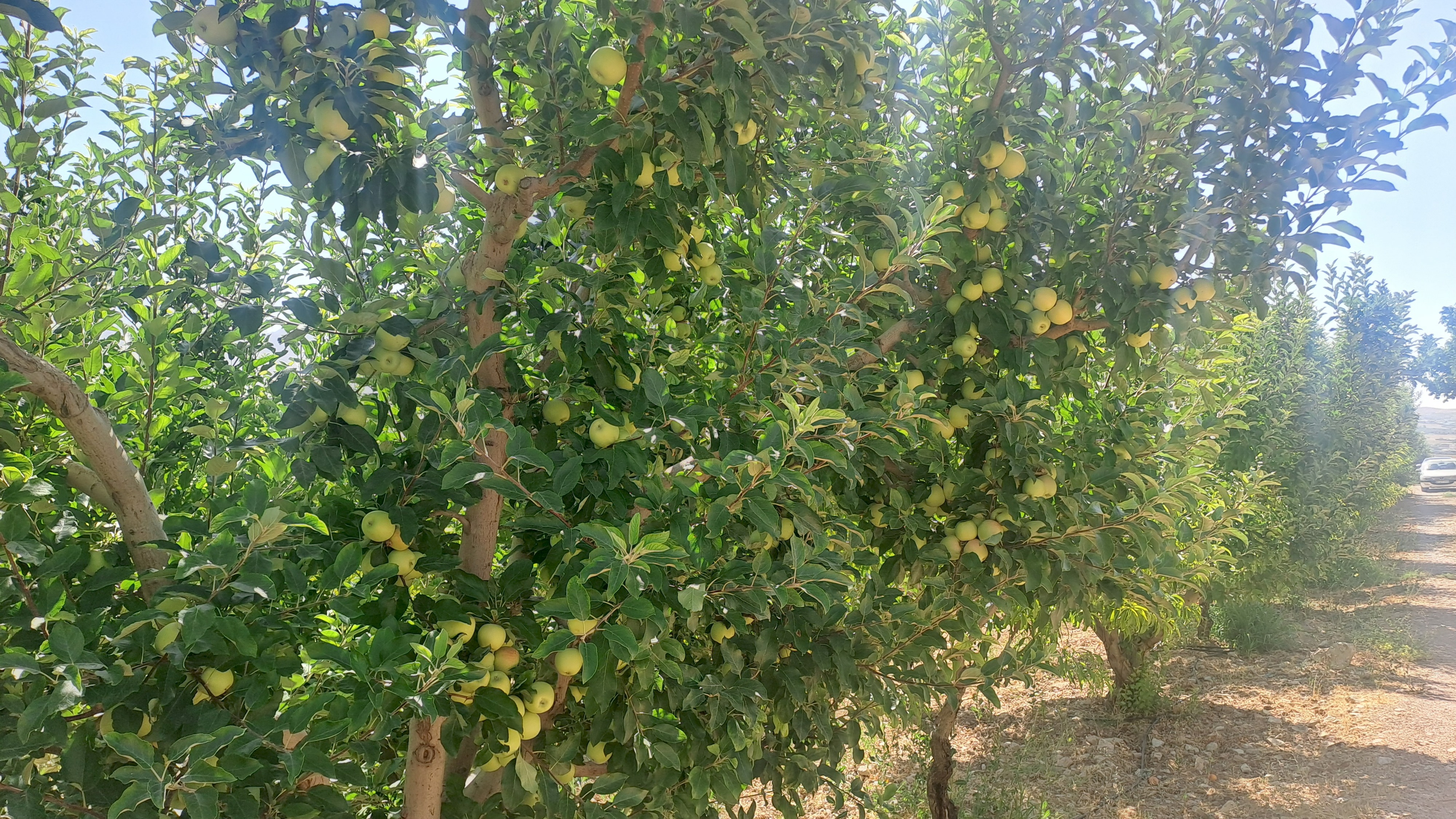 باغ بهشت